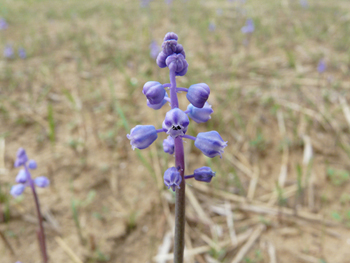 Muscari parviflorum / Muscari a fiori piccoli